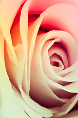 Image showing multicolor rose