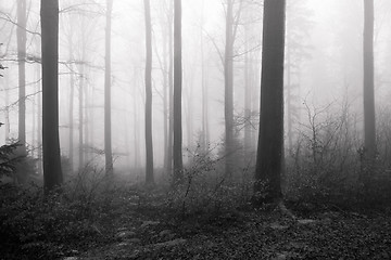 Image showing misty forest