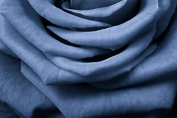 Image showing blue rose