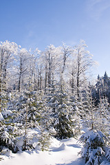 Image showing fresh snow in the mountains