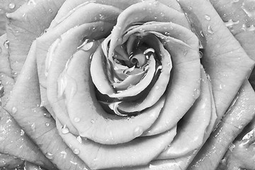 Image showing white rose