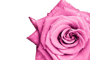 Image showing pink rose