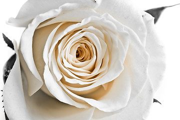 Image showing white rose petals
