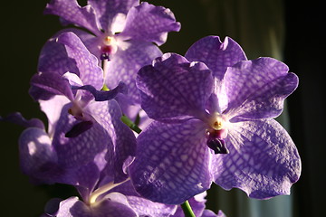 Image showing Vanda orchid