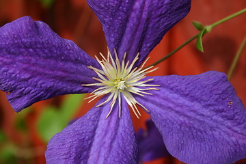Image showing clematis close up