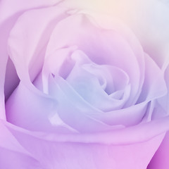 Image showing multicolor rose