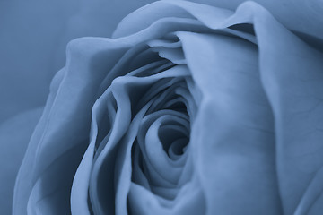 Image showing blue rose macro