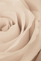 Image showing white rose close up