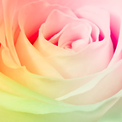 Image showing multicolor rose