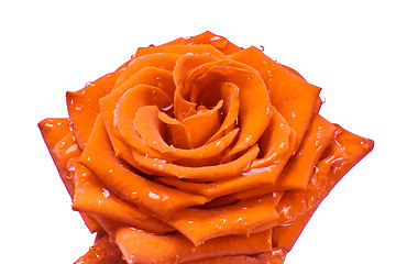 Image showing orange rose