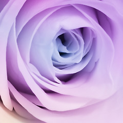 Image showing multicolor rose