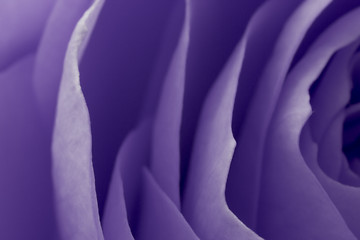 Image showing violet rose macro