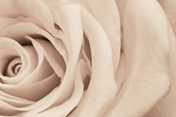 Image showing white rose close up