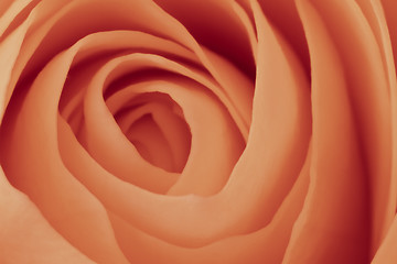 Image showing orange rose macro