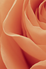 Image showing orange rose macro