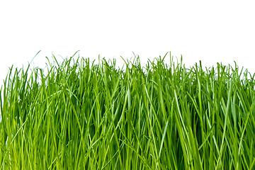 Image showing green grass