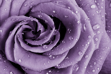 Image showing violet rose