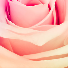 Image showing multicolor rose