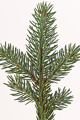 Image showing Christmas tree decoration