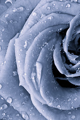 Image showing blue rose