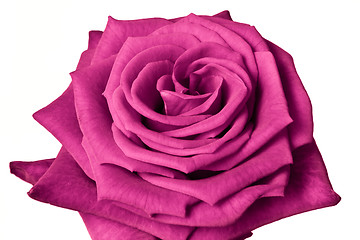 Image showing pink rose