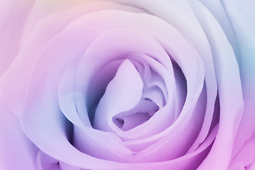 Image showing multicolor rose