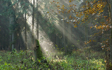 Image showing Autumnal stand with mist and sunbeams