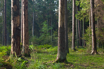 Image showing Early morning in the forest with dead spruces still standing