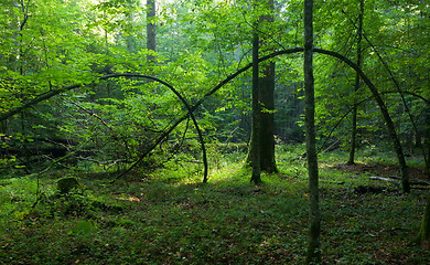 Image showing Bent hornbeam tree still alive