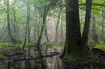 Image showing Summer midday with light entering rich deciduous stand