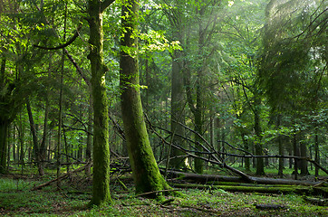 Image showing Summer sunset with light entering rich deciduous stand