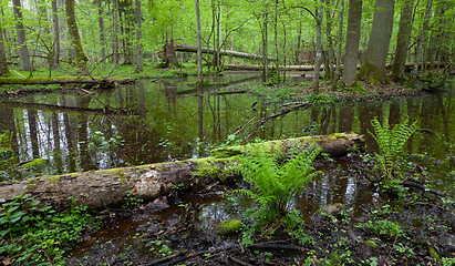 Image showing Springtime wet deciduous forest with standing water