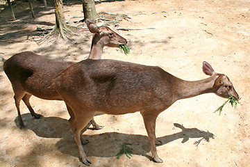 Image showing Deer feeding