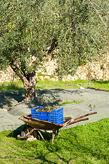 Image showing Traditional olive harvest