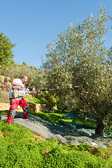 Image showing Olive harvest