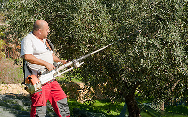 Image showing Olive harvest