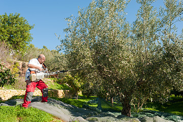 Image showing Olive harvest