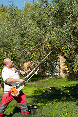 Image showing Olive harvest