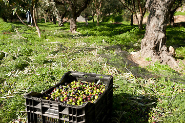 Image showing Olive crates