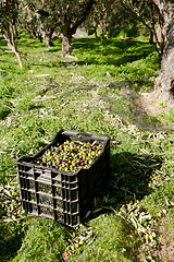 Image showing Olive crates