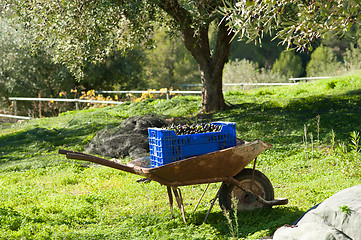 Image showing Traditional olive harvest