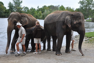 Image showing Elephants