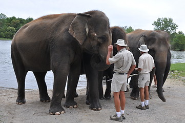 Image showing Elephants