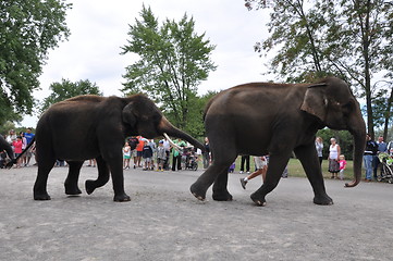 Image showing Elephants