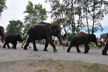 Image showing Elephants