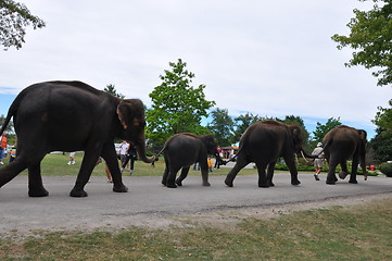 Image showing Elephants