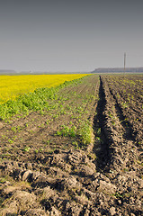 Image showing Agricultural rapeseed. Plowed and planted field.