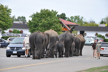 Image showing Elephants