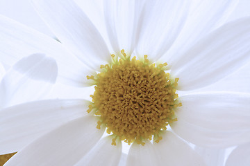 Image showing sun flower