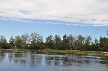 Image showing Swamp